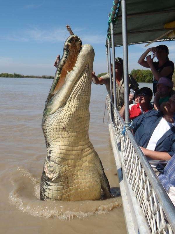 noticias Confirman que la impresionante fotografía de un cocodrilo gigante saltando junto a un bote es real